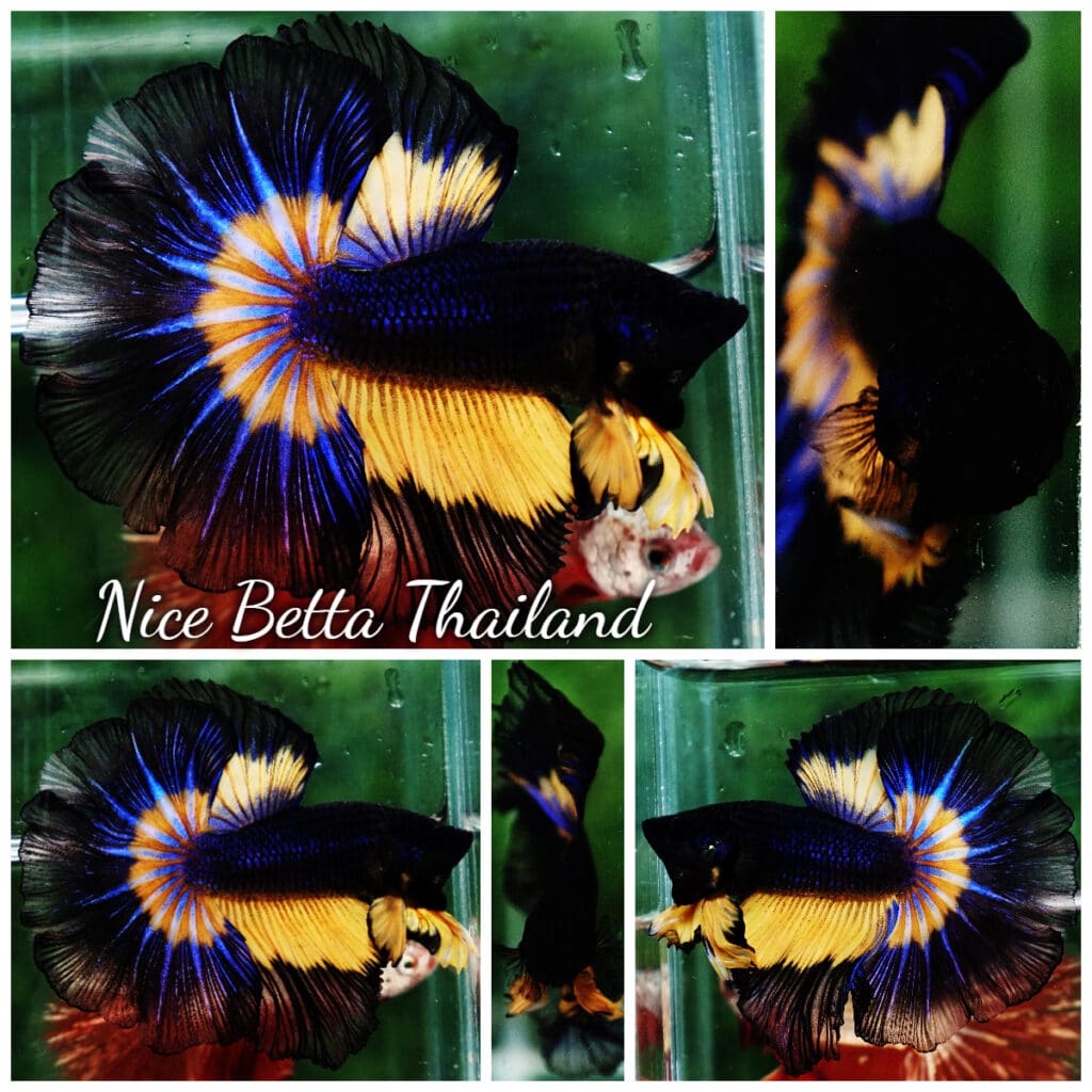 Betta fish OHM Black Blue Pumpkin Butterfly