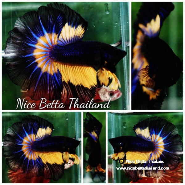Betta fish OHM Black Blue Pumpkin Butterfly