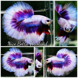 Betta fish OHM Prince of Lavender Butterfly