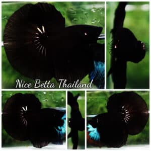 Betta fish HM Shadow Super Black Hole