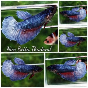 Betta fish Female HM Grey Iron