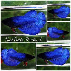 Betta fish Female HM Stell Blue Black Head