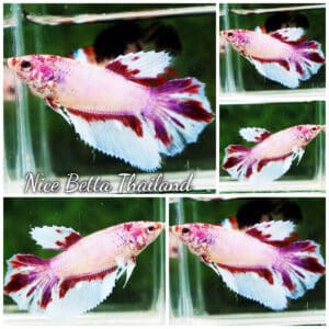 Betta fish Female HM Pink Lavender Dot