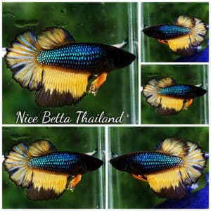 Betta fish Female HM Blue Black Pumpkin