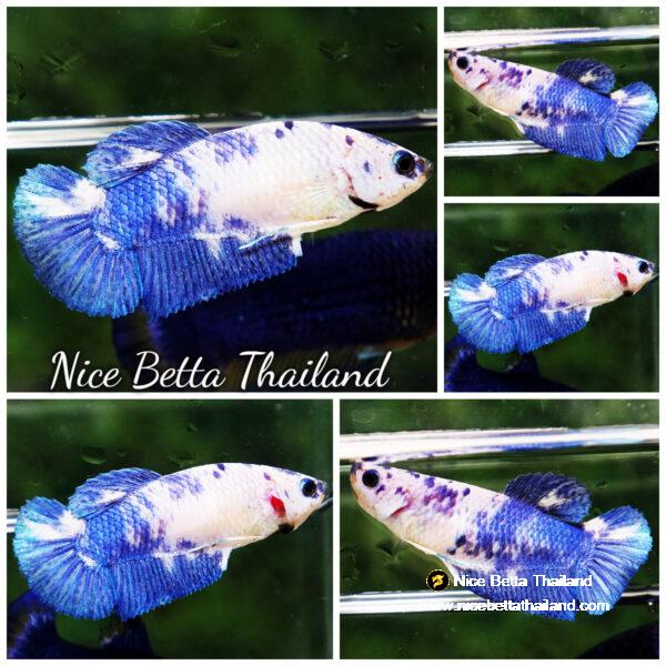 Betta fish Female HMPK Blue Marble