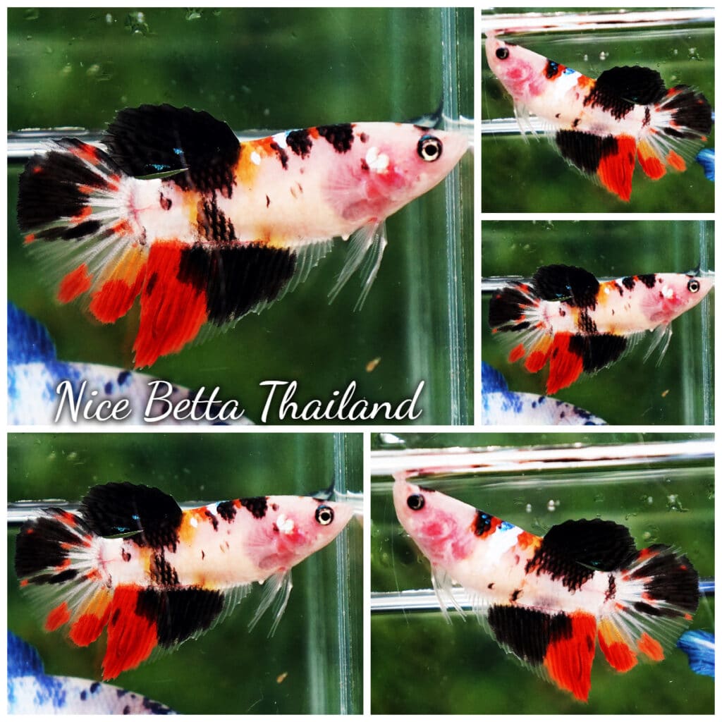 Betta fish Female HM Koi