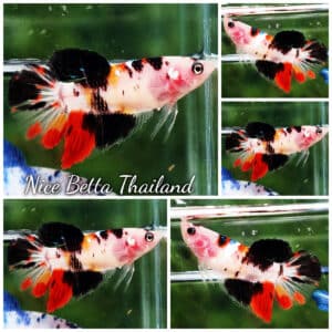 Betta fish Female HM Koi