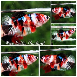 Betta fish Female HM Multicolor Candy Nemo