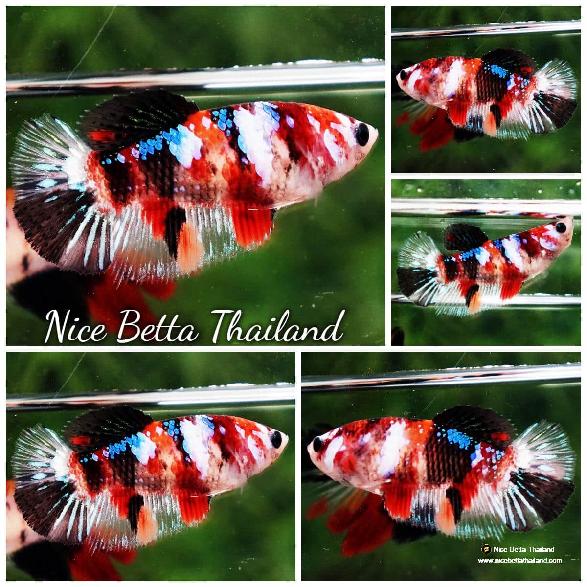 Betta fish Female HM Multicolor Candy Nemo