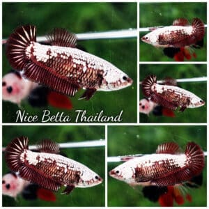 Betta fish Female HMPK Red Blood Samurai