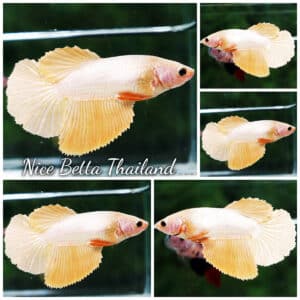 Betta fish Female HM Gold Dragon