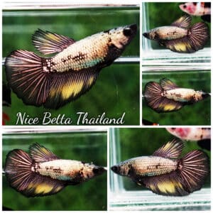 Betta fish Female HM Copper Mustard Gas