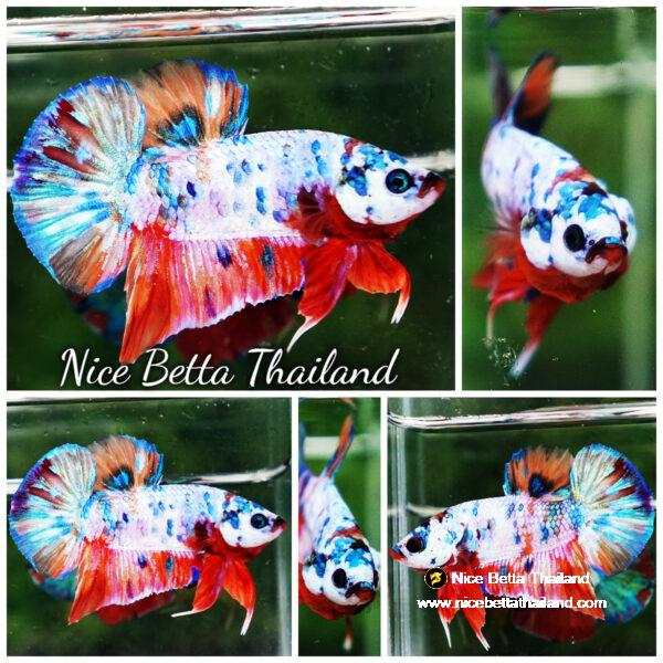 Betta fish HMPK Rainbow Candy Marble