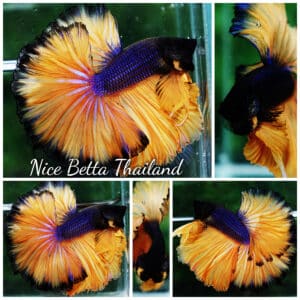 Betta fish OHM Blue Black Pumpkins Sky Hawk