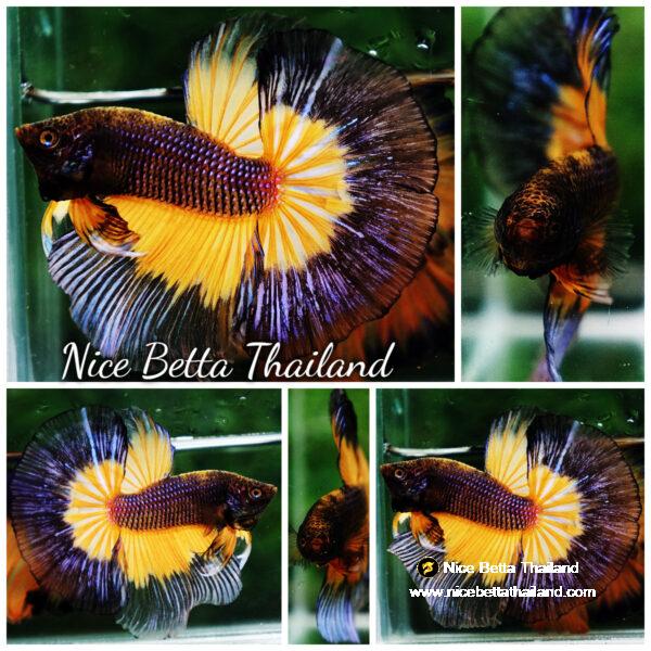 Betta fish OHM Blue Black Pumkin Butterfly