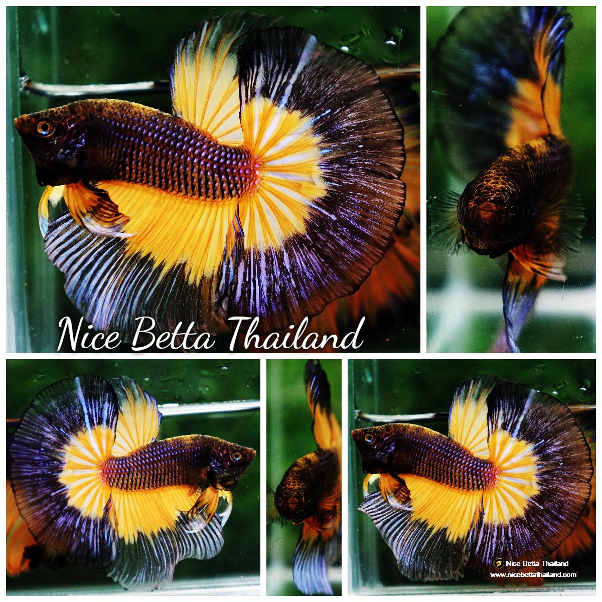 Betta fish OHM Blue Black Pumkin Butterfly