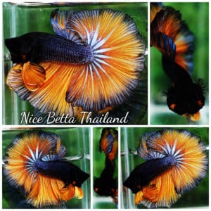 Betta fish OHM Iron Steel Mustard Gas Sky Hawk