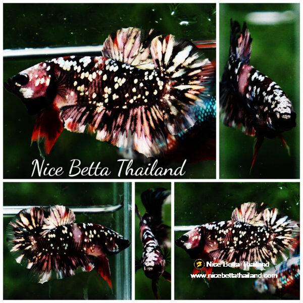 Betta fish HMPK The Dark Nebula (Rare & Comp Grade)