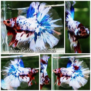 Betta fish OHM Fancy Marble Koi