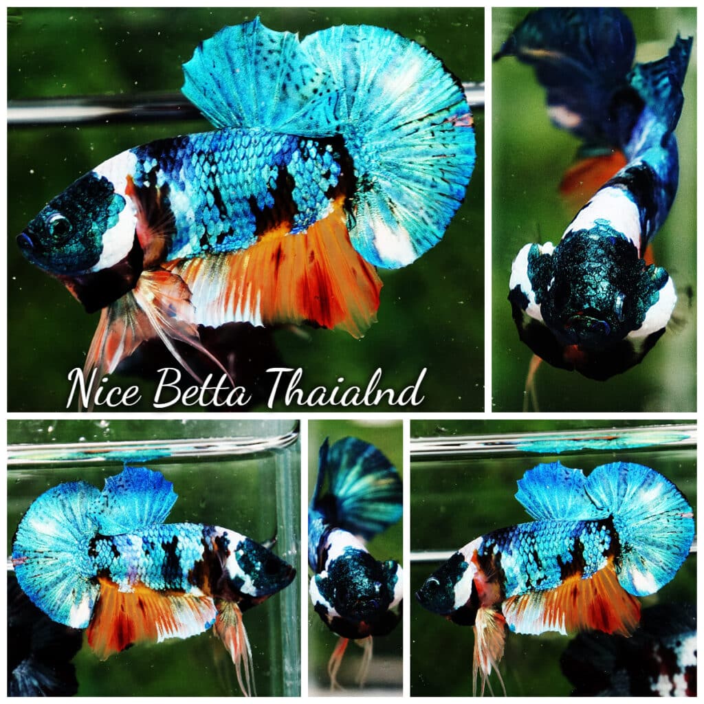 Betta fish HMPK Fancy Monster Emerald Mask - nicebettathailand.com