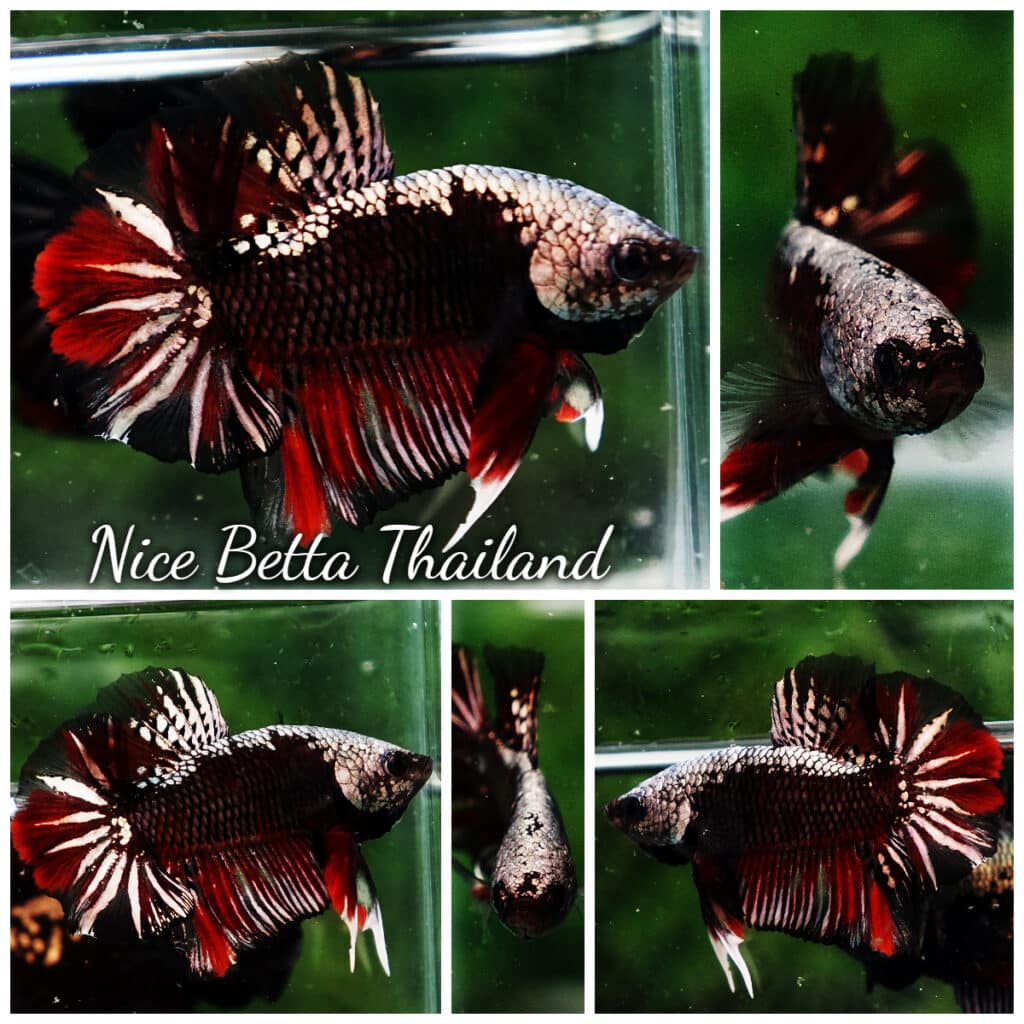 Samural Fish Betta fish OHMPK Red Devil Samurai Warrior - nicebettathailand.com