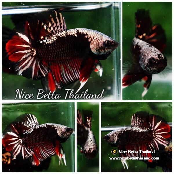 Betta fish OHMPK Red Devil Samurai Warrior