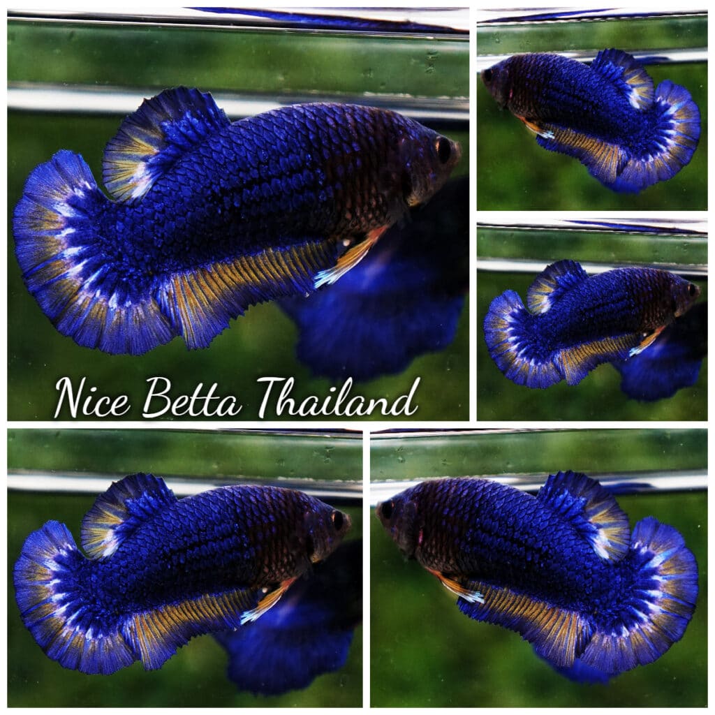 Betta fish Female HMPK Blue Mustard Butterfly