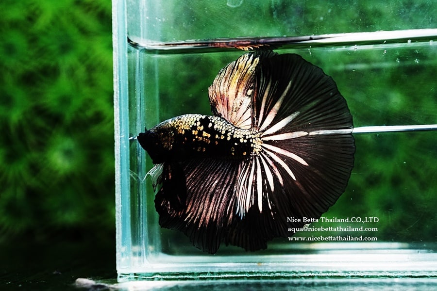 Rare betta fish by Nice Betta Thailand