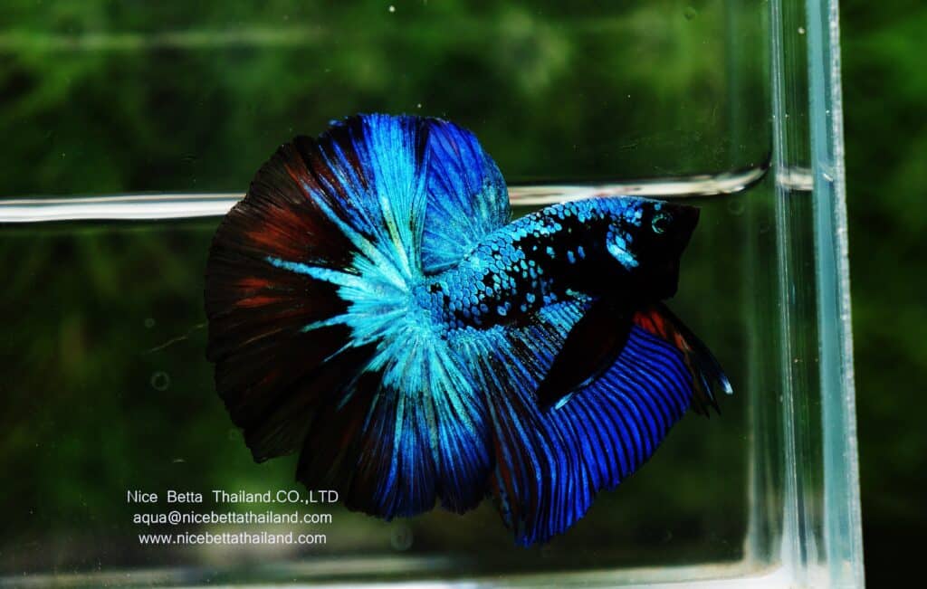 Siamese fighting fish