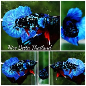 Betta fish HMPK Blue Black Star Avatar
