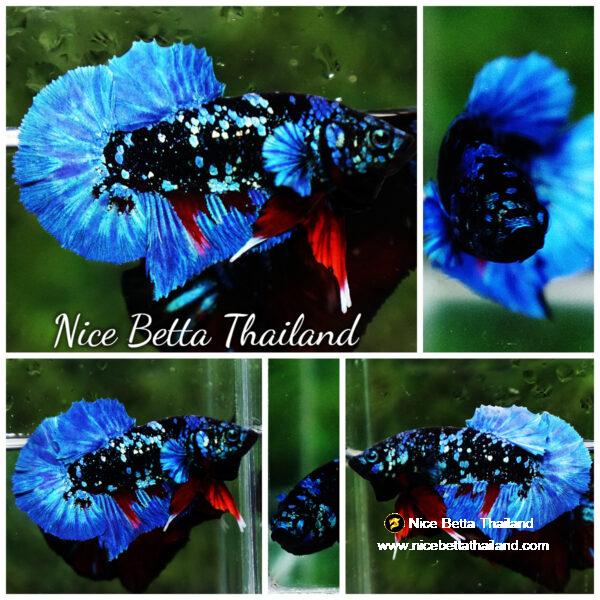 Betta fish HMPK Blue Black Star Avatar