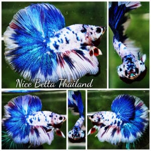 Betta fish OHM Blue Marble Frozen