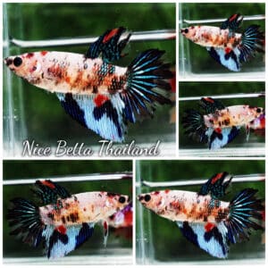 Betta fish Female HM Emerald Koi