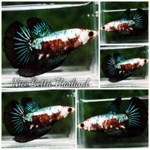 Betta fish Female HM Green White Peacock Warrior