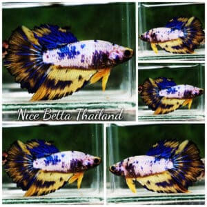 Betta fish Female HM Fancy Tiger Marble