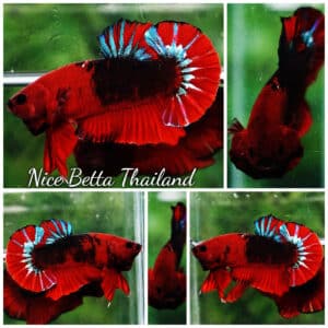 Betta fish OHMPK Hell Boy Star tail