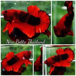 Betta fish OHMPK Hell Boy Black Ring