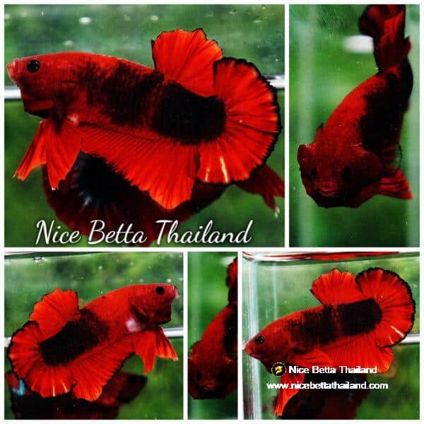 Betta fish OHMPK Hell Boy Black Ring