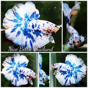 Betta fish OHM Prince Rose Blue Frozen