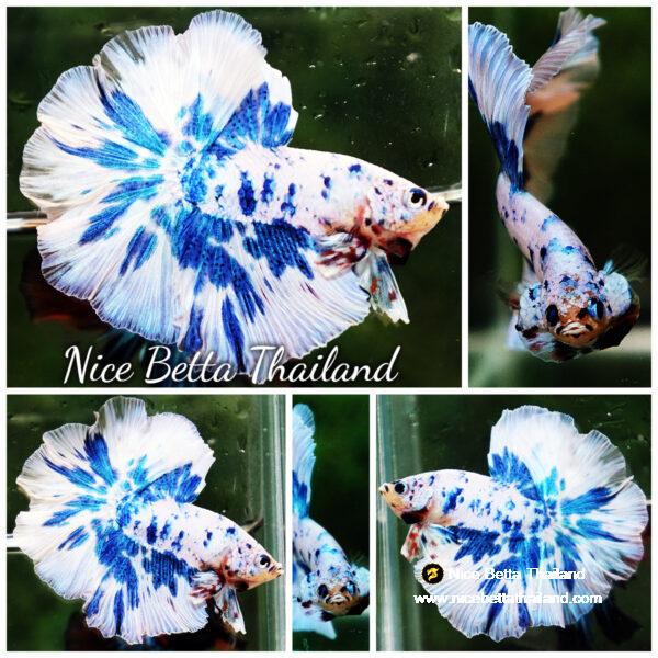 Betta fish OHM Prince Rose Blue Frozen
