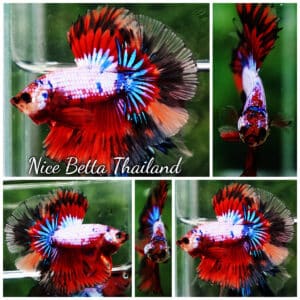 Betta fish HM Fancy Devil Dragon