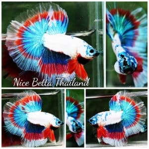 Betta fish OHM Magical Monster Tri color