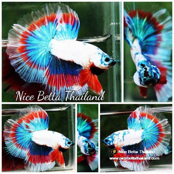 Betta fish OHM Magical Monster Tri color
