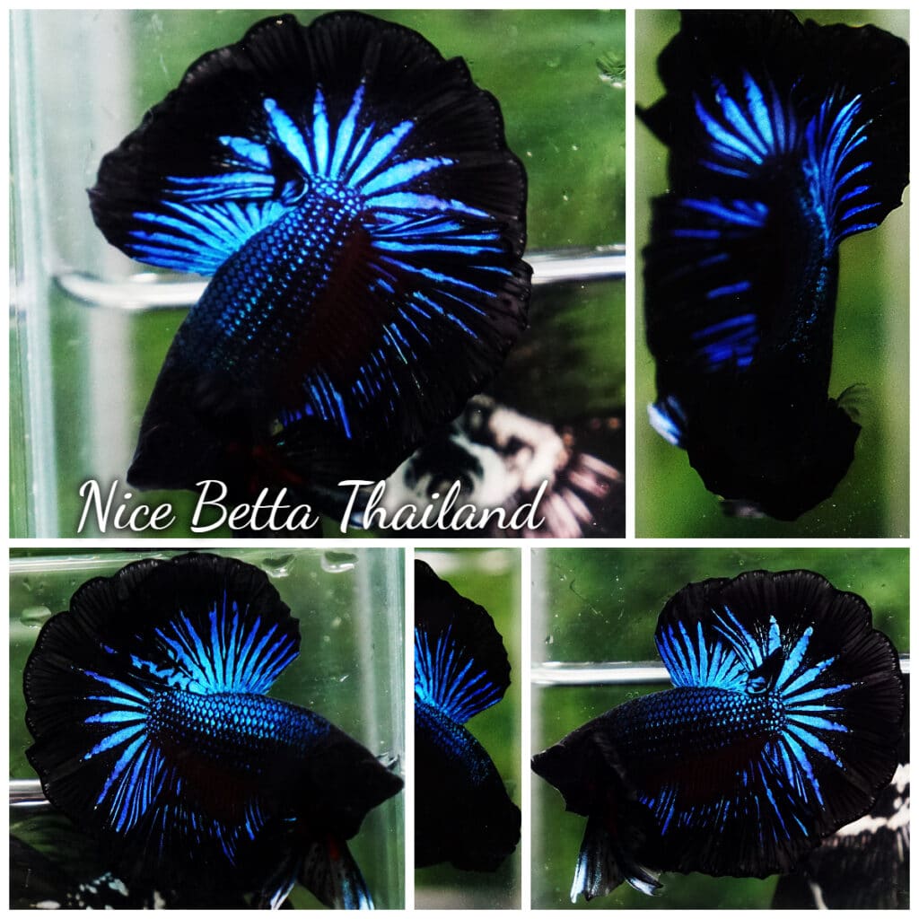 Betta fish OHM Blue Black Orchid - nicebettathailand.com