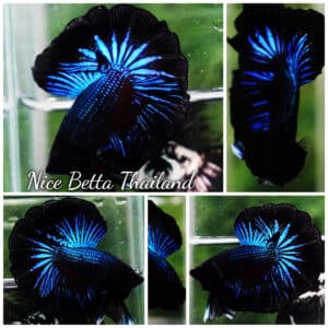Betta fish OHM Blue Black Orchid
