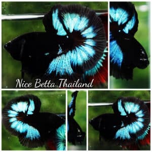 Betta fish OHM Light in The Dark Black Ring (Competition)