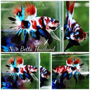 Betta fish HM Multicolor Koi Galaxy