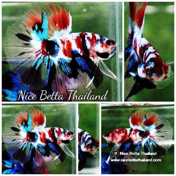 Betta fish HM Multicolor Koi Galaxy