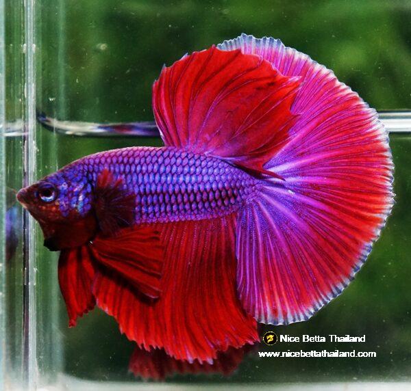Betta fish OHM Lavender Magenta - Image 5