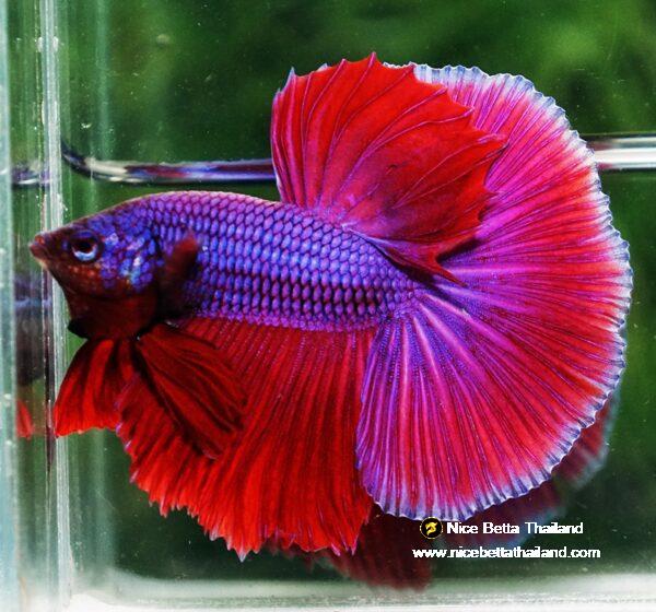 Betta fish OHM Lavender Magenta - Image 3